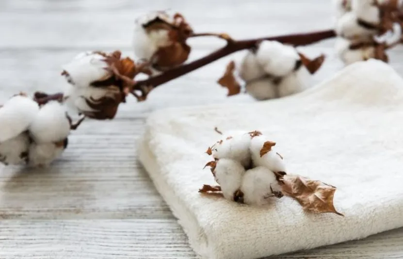 b&ocirc;ng, ca cao, đường